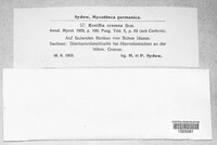 Phanerochaete sordida image